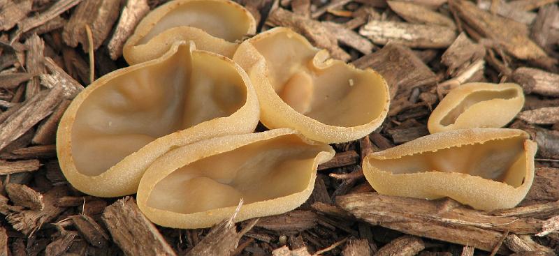 2008-10-01_Backyard_Mushrooms 134_1.jpg